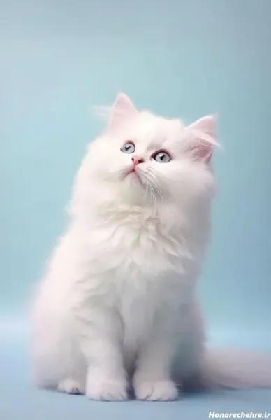  بک گراند گربه سفید با چشم های آبی