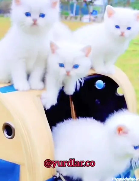  بک گراند گربه سفید با چشم های آبی