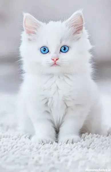  بک گراند گربه سفید با چشم های آبی