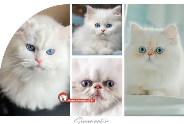  بک گراند گربه سفید با چشم های آبی