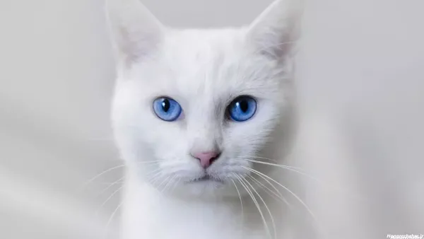  بک گراند گربه سفید با چشم های آبی