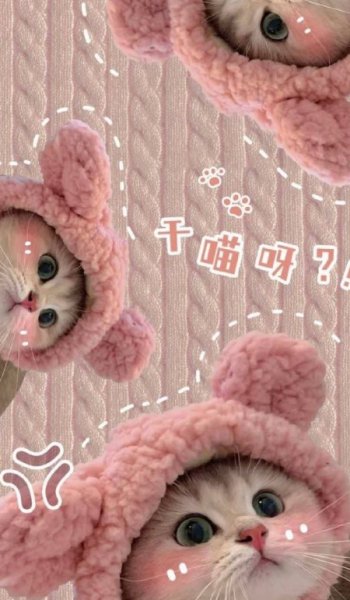  بک گراند گربه پینترستی