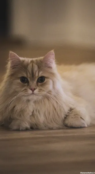 بک گراند گربه پینترستی