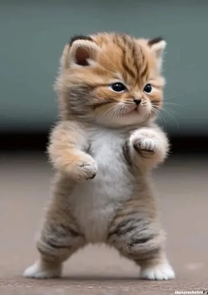 بک گراند گربه پینترستی