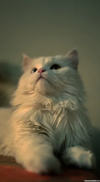 بک گراند گربه پینترستی
