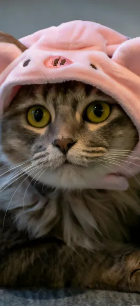 بک گراند گربه پینترستی