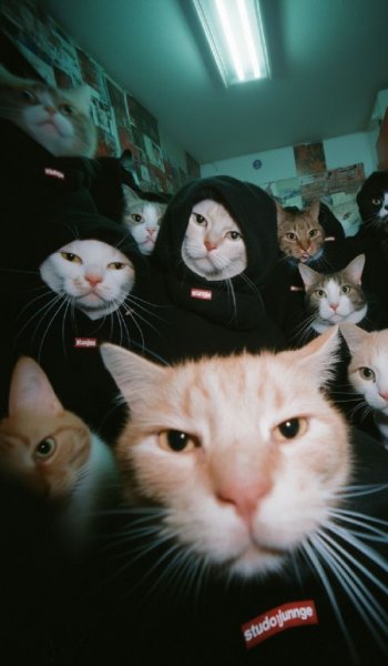  عکس پروفایل گربه برای گوشی موبایل