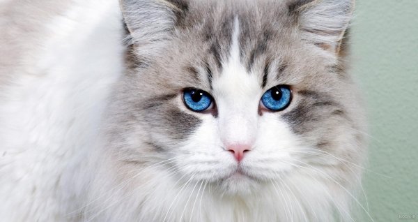 قیمت گربه پرشین سفید چشم ابی دیوار