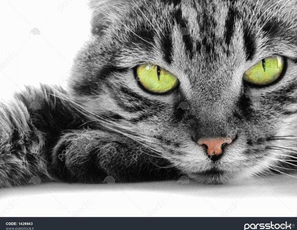 قیمت گربه پرشین سفید چشم ابی دیوار