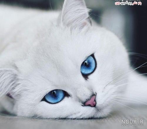 قیمت گربه پرشین سفید چشم ابی دیوار