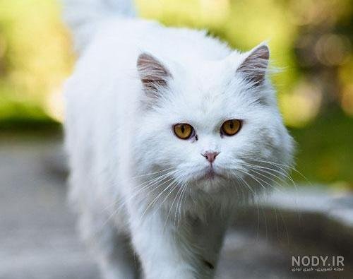  عکس گربه پرشین چشم آبی کوچولو