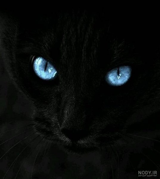  عکس گربه پرشین چشم آبی کوچولو