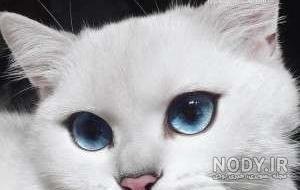  عکس گربه پرشین چشم آبی کوچولو