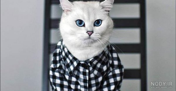  عکس گربه پرشین چشم آبی کوچولو