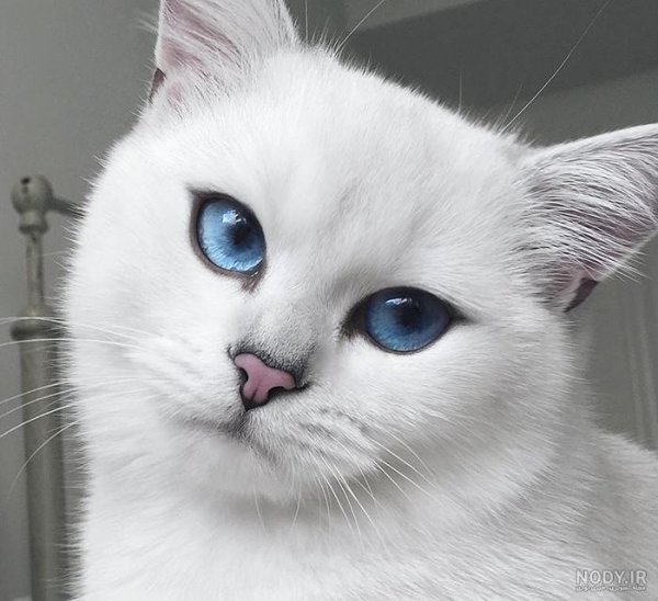  عکس گربه پرشین چشم آبی کوچولو