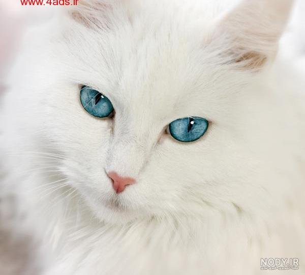  عکس گربه پرشین چشم آبی کوچولو