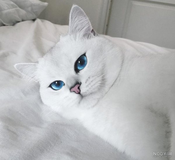  عکس گربه پرشین چشم آبی کوچولو