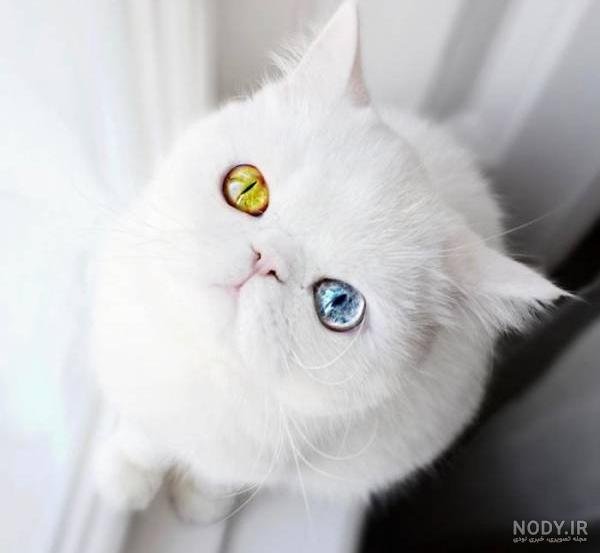  عکس گربه پرشین چشم آبی کوچولو