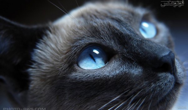 قیمت گربه پرشین سفید چشم ابی دیوار
