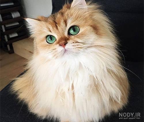 قیمت گربه پرشین سفید چشم ابی دیوار