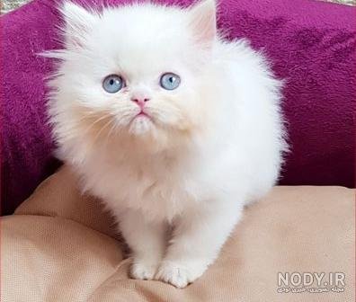قیمت گربه پرشین سفید چشم ابی دیوار