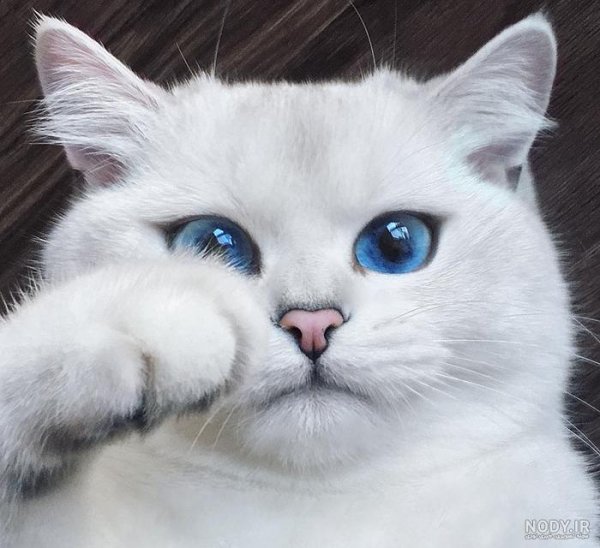 قیمت گربه پرشین سفید چشم ابی دیوار