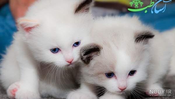 قیمت گربه پرشین سفید چشم ابی دیوار