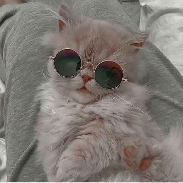 تصویر زمینه گربه ناز و گوگولی