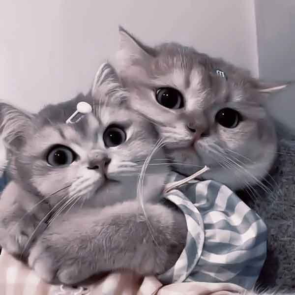 تصویر زمینه گربه فانتزی