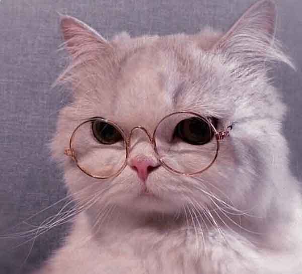 تصویر زمینه گربه فانتزی