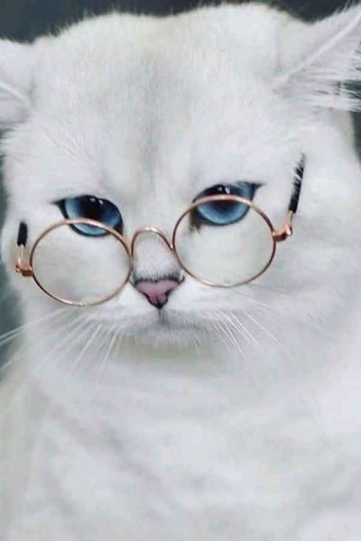  تصویر زمینه گربه ناز و گوگولی