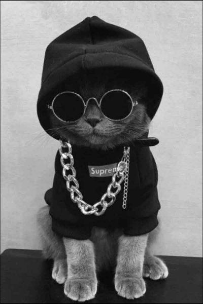  تصویر زمینه گربه ناز و گوگولی