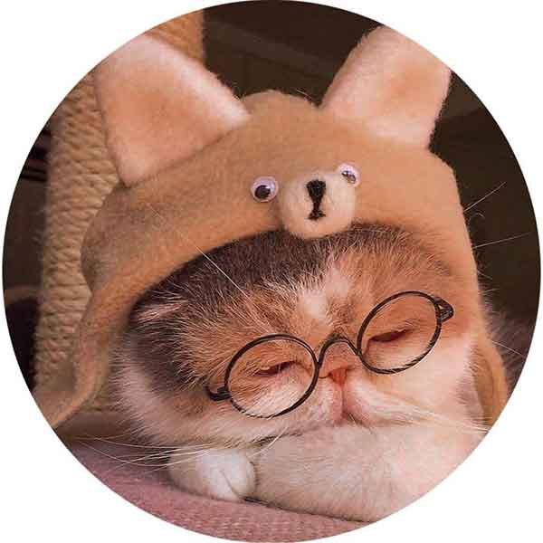  تصویر زمینه گربه ناز و گوگولی