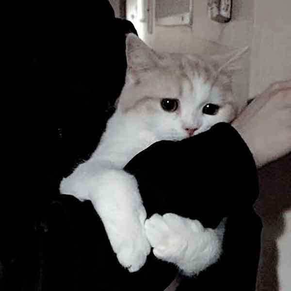  تصویر زمینه گربه ناز و گوگولی