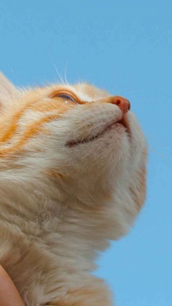  تصویر زمینه گربه ناز و گوگولی