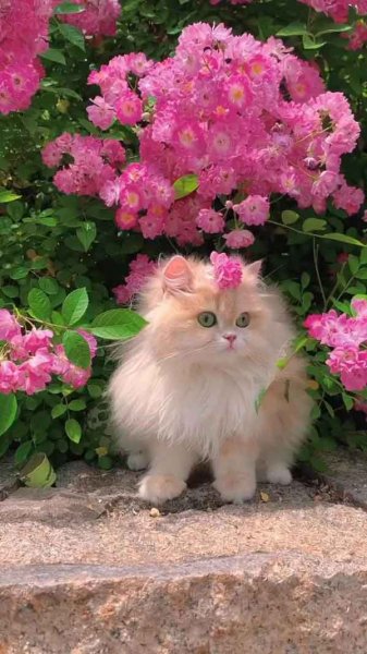  تصویر زمینه گربه ناز و گوگولی