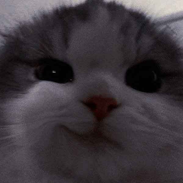  تصویر زمینه گربه ناز و گوگولی