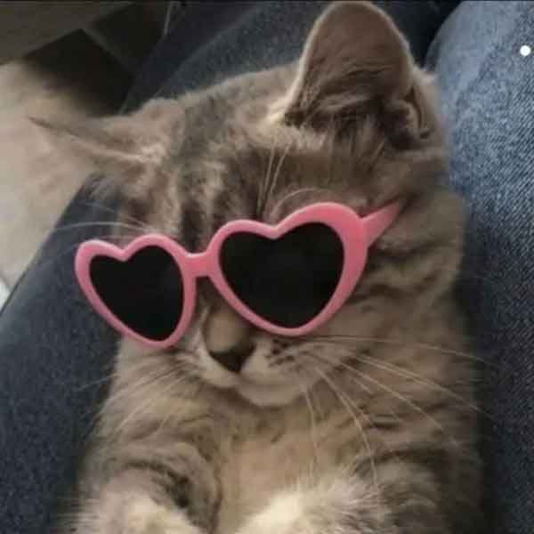 تصویر زمینه گربه فانتزی