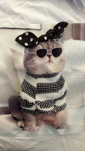 تصویر زمینه گربه فانتزی