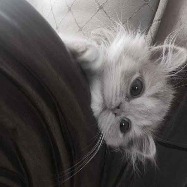 تصویر زمینه گربه فانتزی