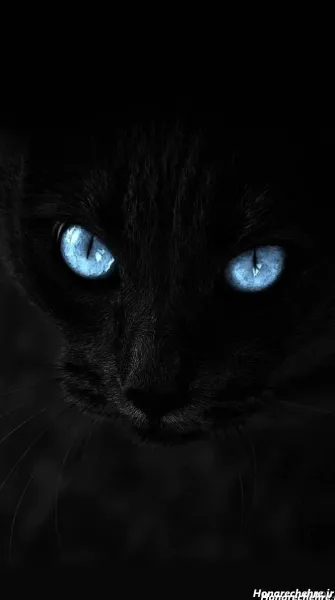 تصویر زمینه گربه سفید