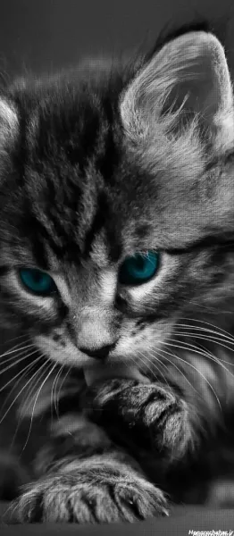 تصویر زمینه گربه سفید