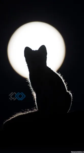 تصویر زمینه گربه سفید