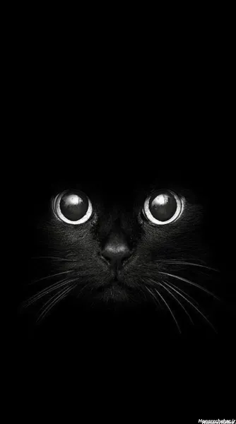 تصویر زمینه گربه سفید