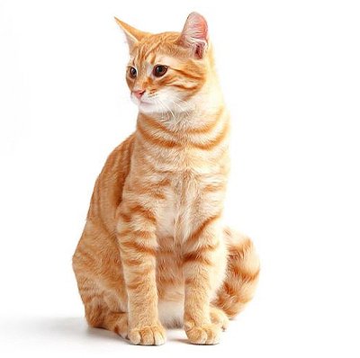 عکس گربه نژاد دی اس اچ