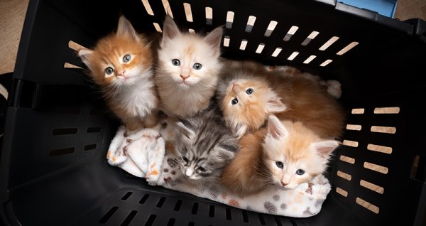  عکس گربه نژاد دی اس اچ