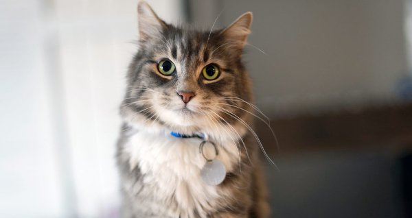  عکس گربه نژاد دی اس اچ