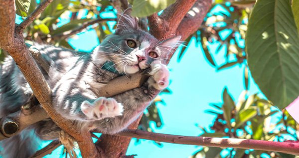  عکس گربه نژاد دی اس اچ