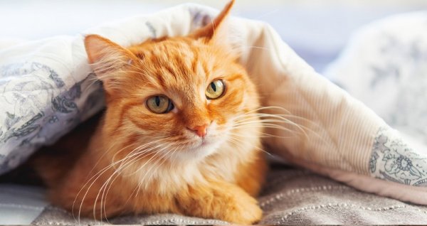  عکس گربه نژاد دی اس اچ