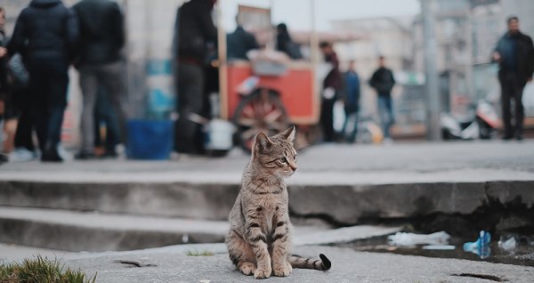  عکس گربه نژاد دی اس اچ